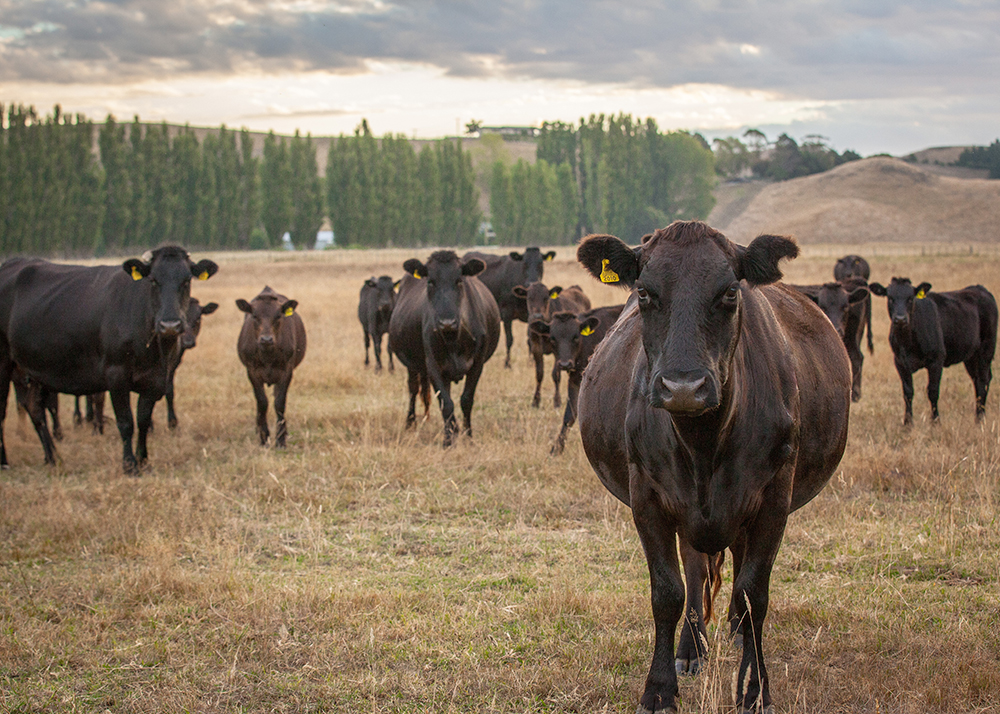 Agribusiness and Rural Law